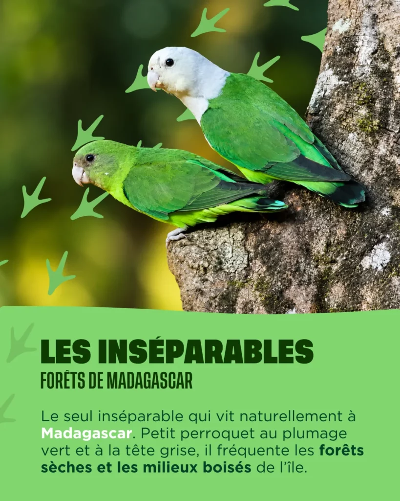 Les inséparables de Madagascar