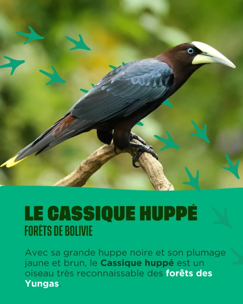 Le cassique huppé de Bolivie