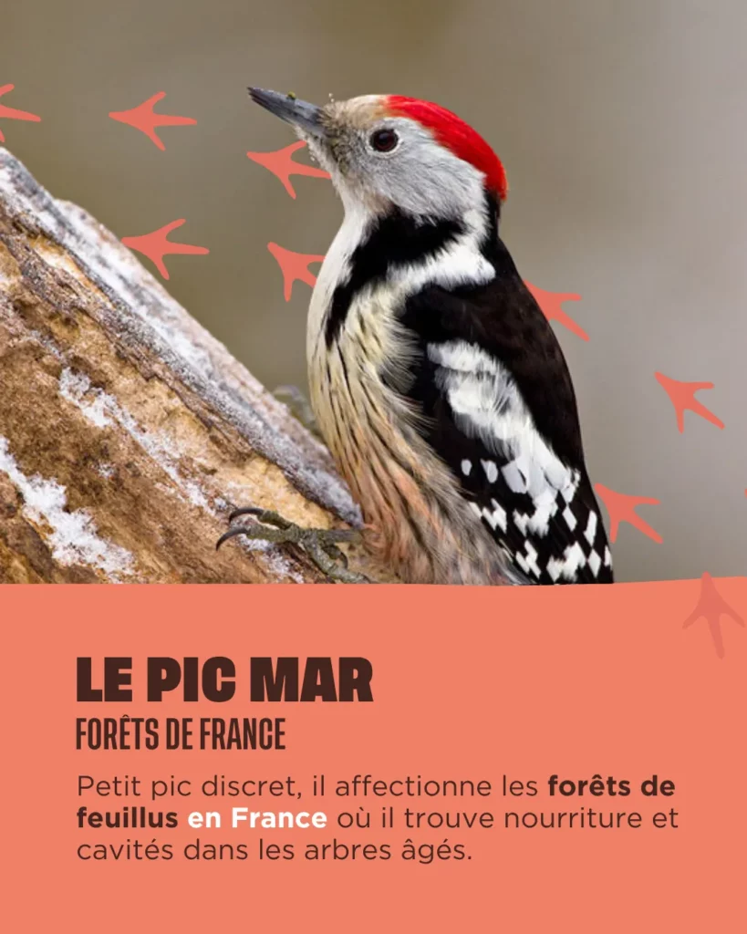 Le Pic Mar