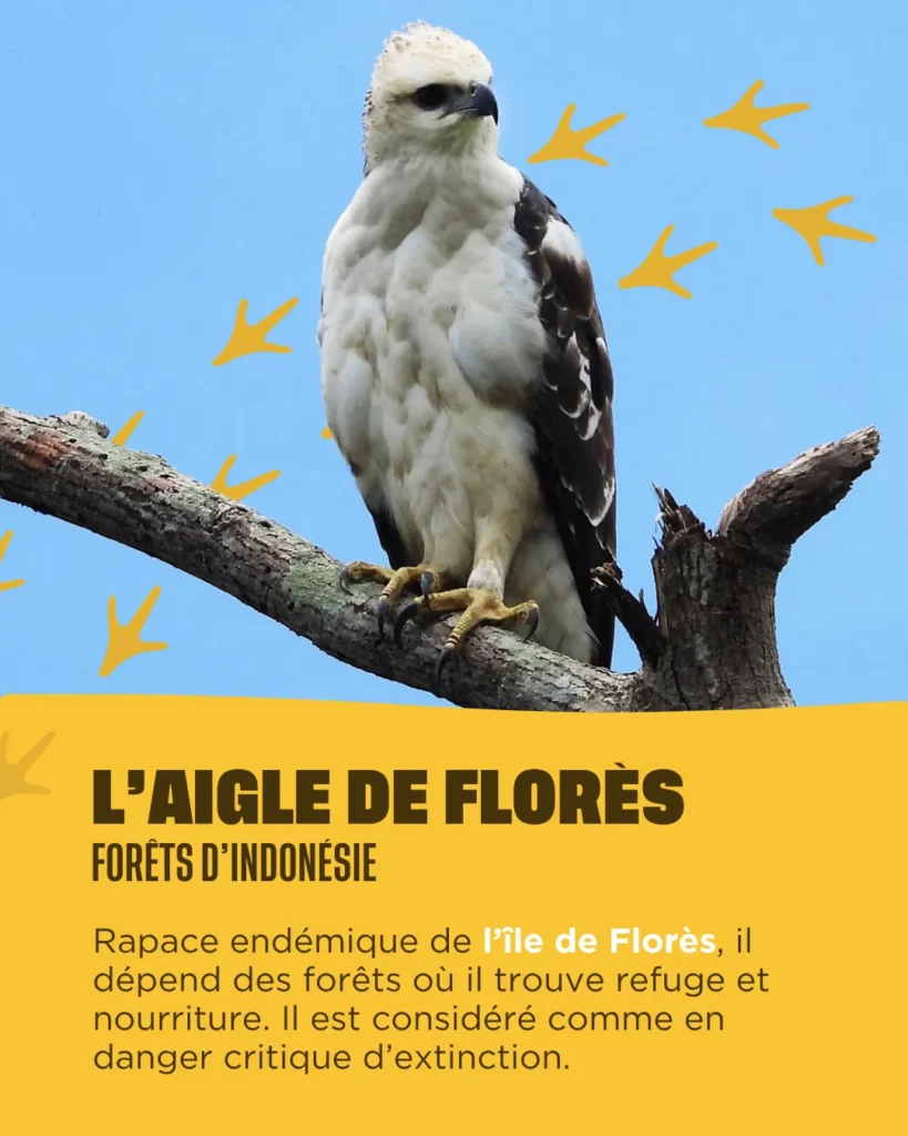 L'aigle de florès d'Indonésie