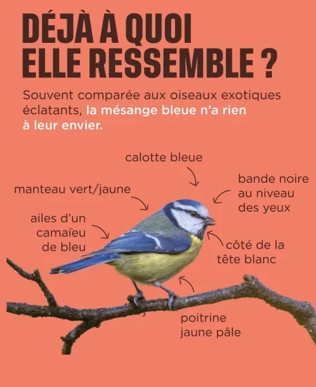 3 faits sur la mésange bleue v1 Mésange bleue : à quoi elle ressemble
