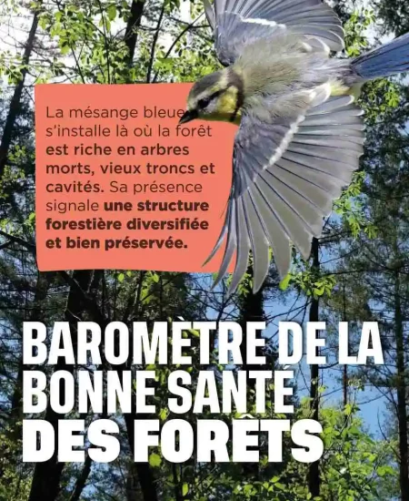 3 faits sur la mésange bleue v2 La mésange bleue : baromètre de la bonne santé des forêts
