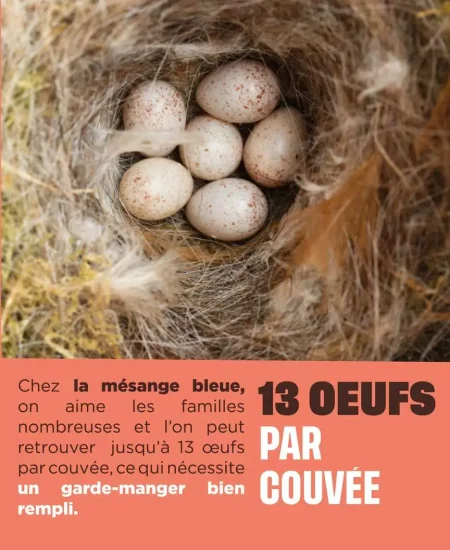 3 faits sur la mésange bleue v3 3 faits sur la mésange bleue
