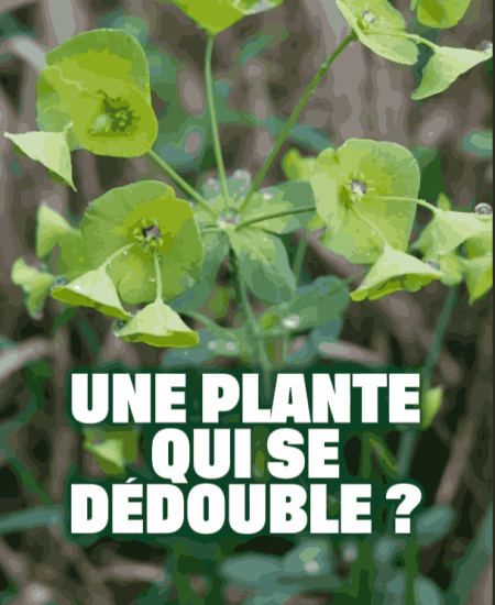 L'euphorbe, une plante qui se dédouble