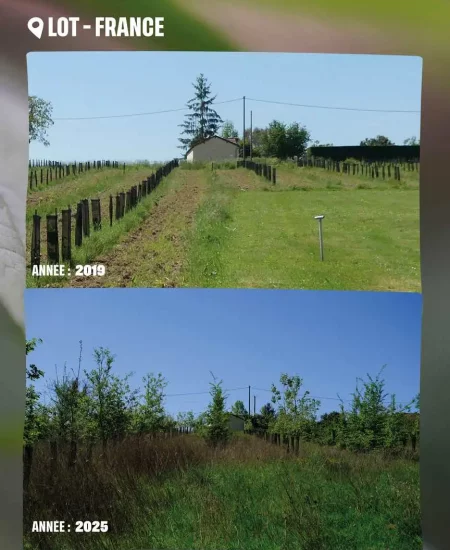 Et après, les arbres V1 Avant après parcelle