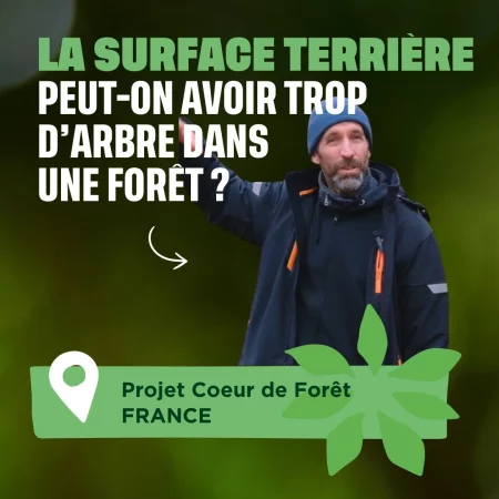 La surface terrière, peut-on avoir trop d'arbres dans une forêt ?